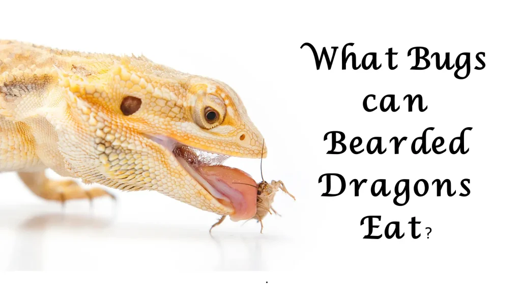 What Bugs Can Bearded Dragons Eat?