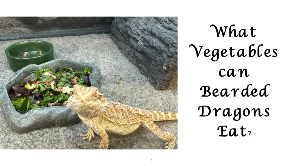 What Vegetables can bearded dragons eat